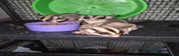 Sugar Glider rodents for sale: Sugar gliders  in Trowbridge - Advert 2
