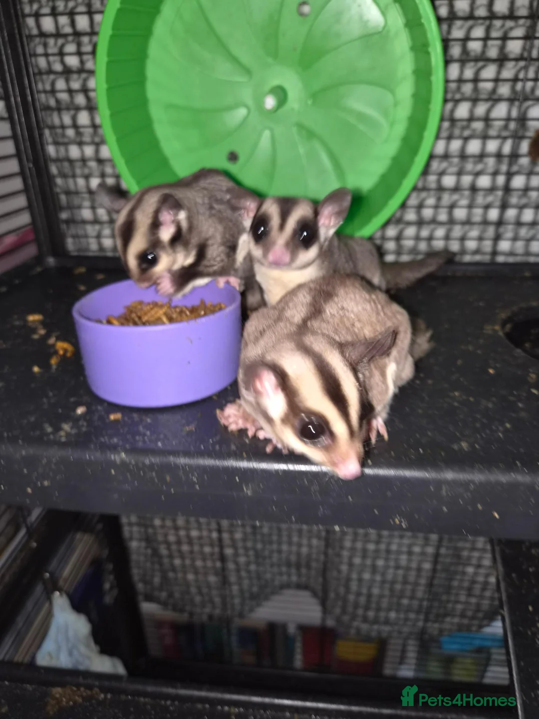 Sugar Glider rodents for sale: Sugar gliders  in Trowbridge - Advert 2