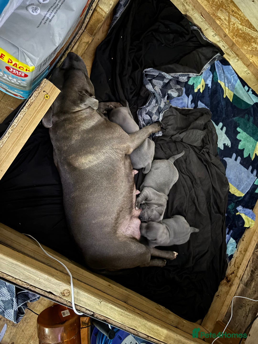 Staffordshire Bull Terrier dogs for sale: Staffy pups  - Advert 2