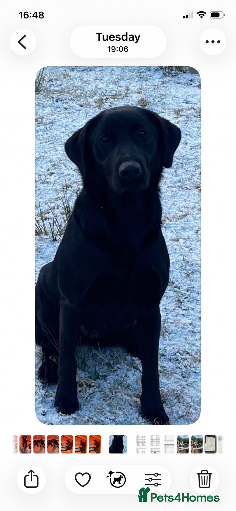 Labrador Retriever dogs KC Registered Labrador Pups - Advert 4