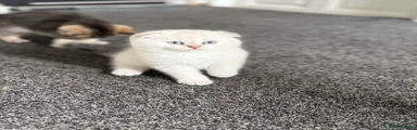 British Shorthair Kitten 1