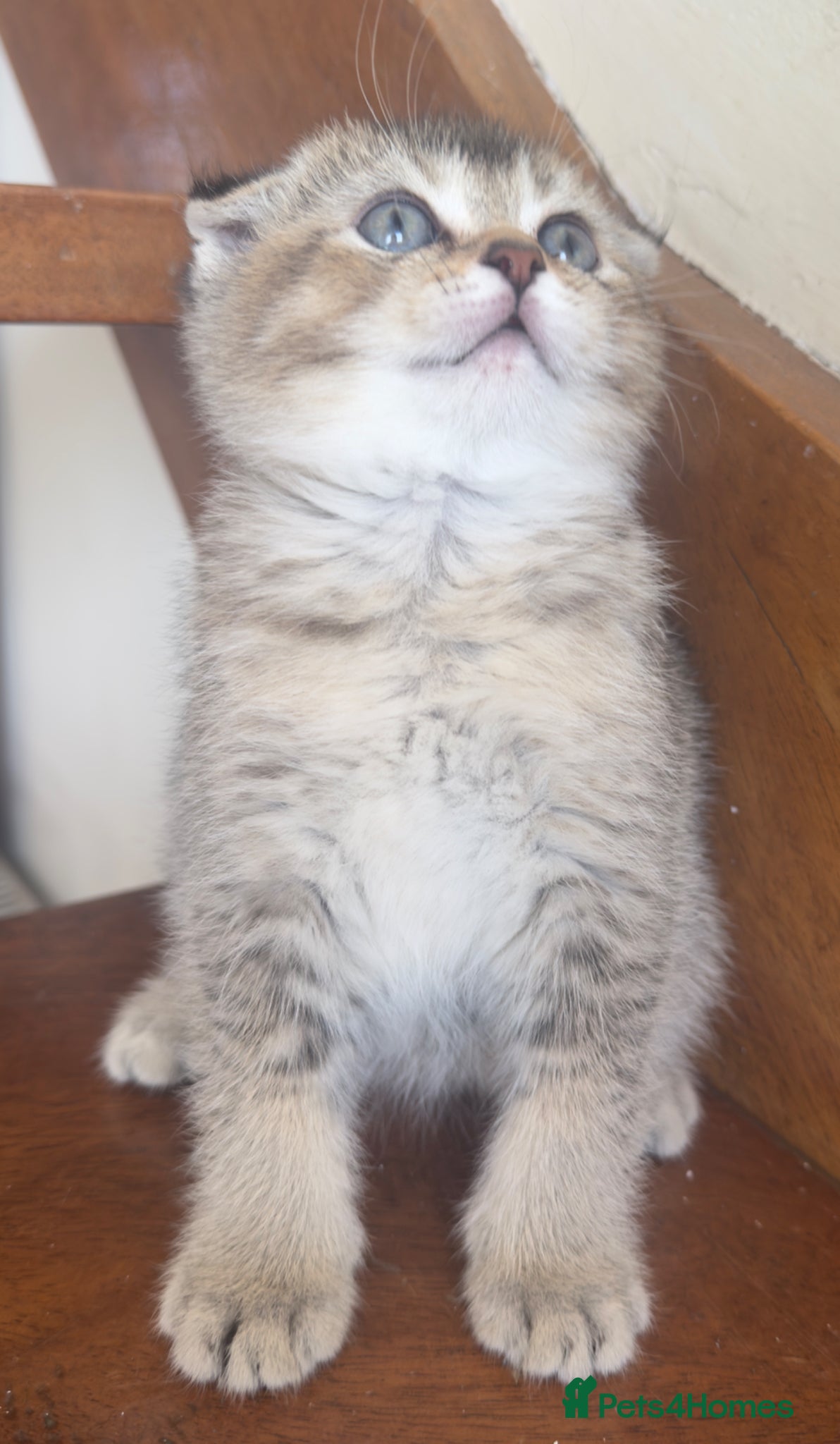 Scottish Fold cats Adorable Scottish fold kittens  - Advert 11