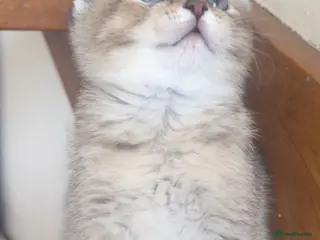 Scottish Fold cats Adorable Scottish fold kittens - Advert 4