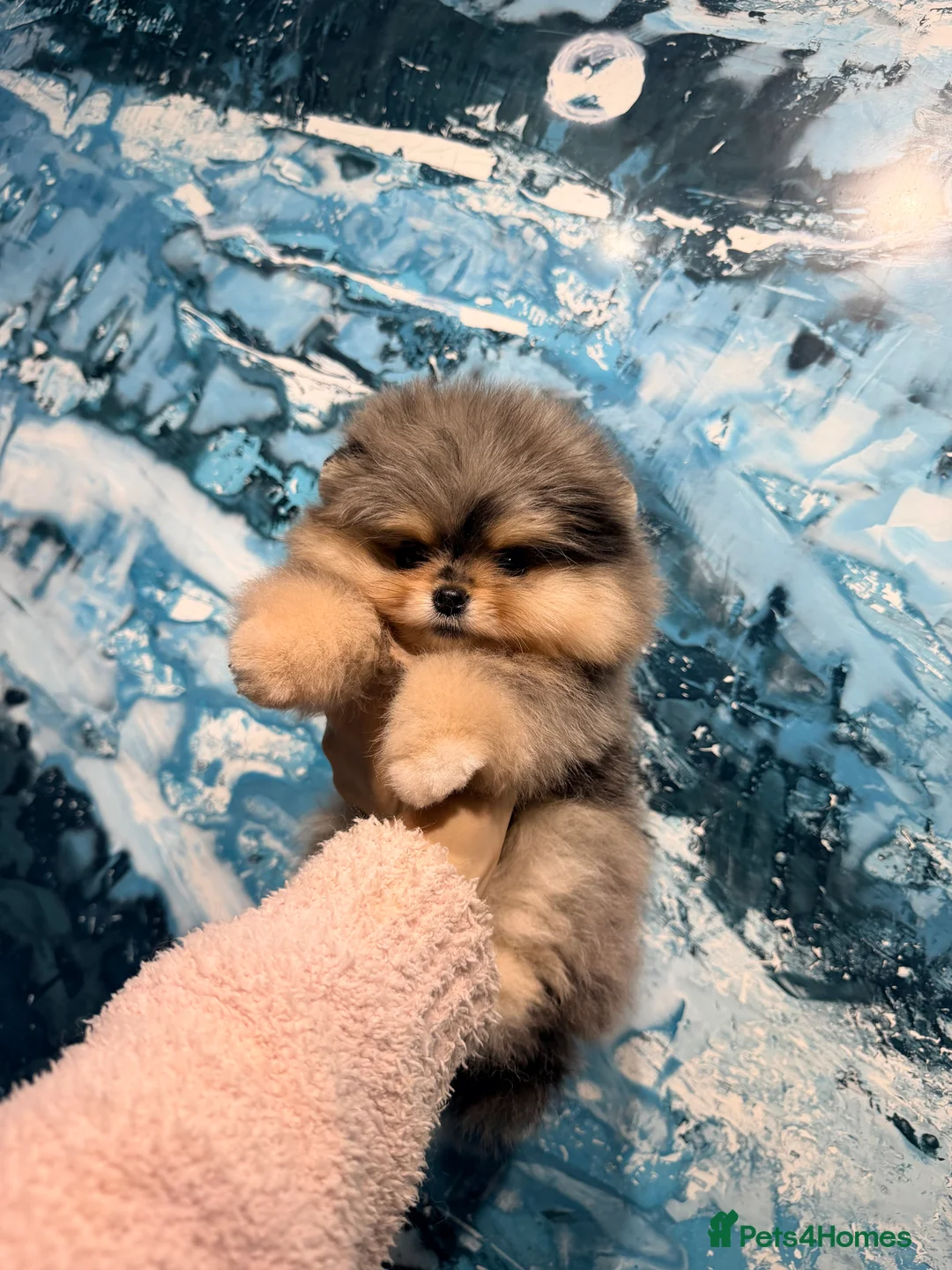 Pomeranian dogs for sale: Beautiful Pomeranian Girl - Advert 12