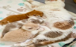 British Shorthair cats for sale: Exceptional British Shorthair Kittens, GCCF& TICA  - Image 9