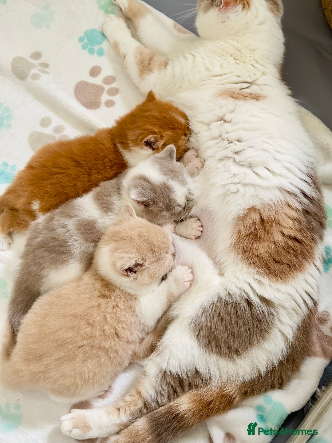 British Shorthair cats for sale: Exceptional British Shorthair Kittens, GCCF& TICA  - Image 9