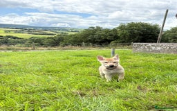 Saarloos Wolfdog dogs for sale: Rare Wolfdog Pups - Socialised & Highly Trainable - Image 33