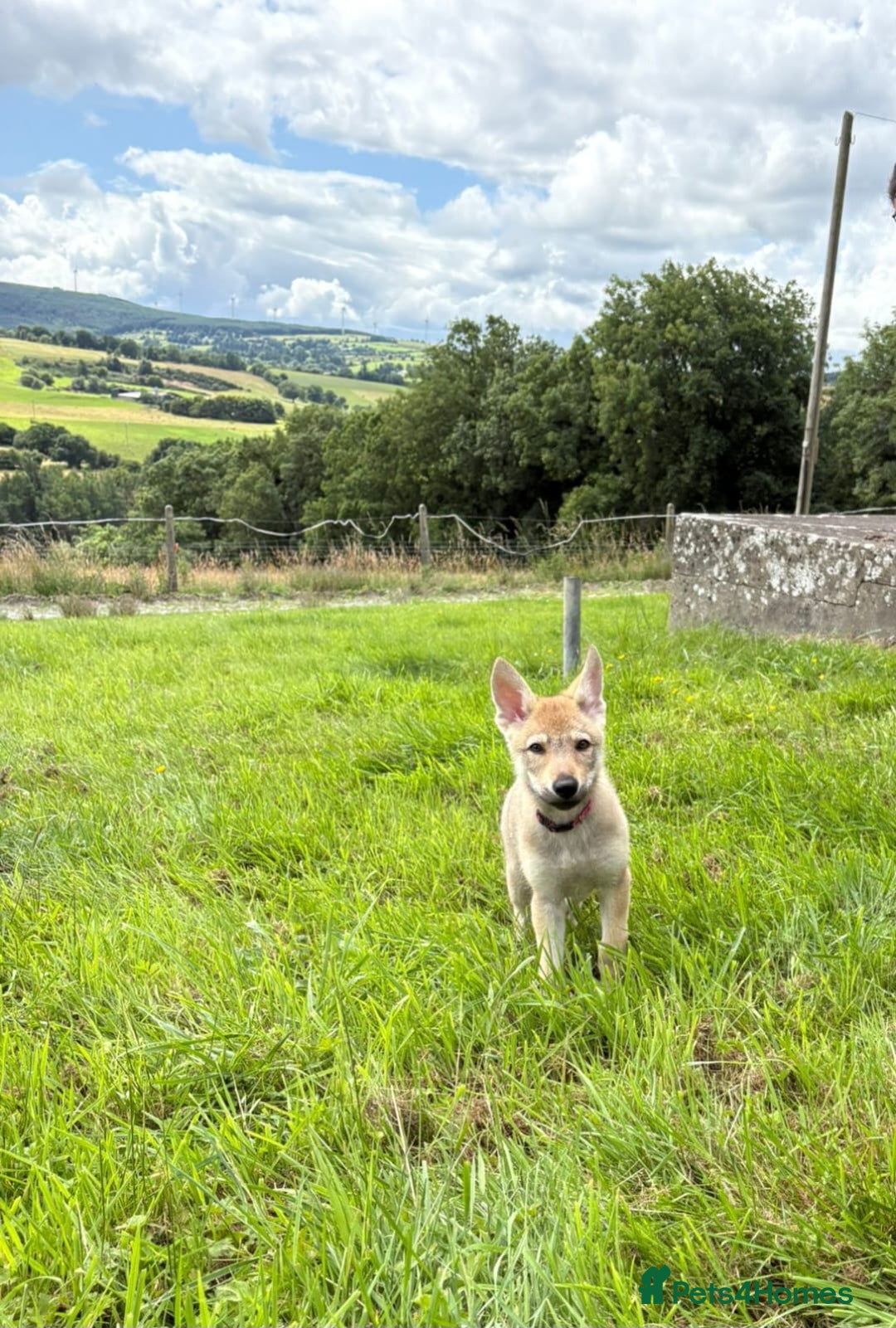Saarloos Wolfdog dogs for sale: Rare Wolfdog Pups - Socialised & Highly Trainable - Image 33
