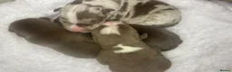 American Bully dogs for sale: 4 ABKC unreal bully’s - Advert 9
