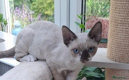 Devon Rex cats for sale: Devon Rex kittens  - Image 1