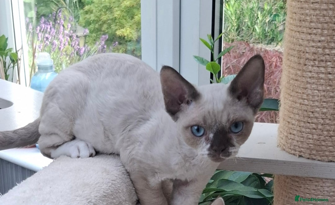 Devon Rex cats for sale: Devon Rex kittens  - Image 1