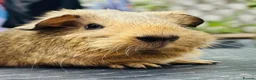 Guinea Pig rodents for sale: Mix of baby boy Guineapigs available to reserve  - Advert 2