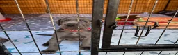 Great Dane dogs for sale: Gorgeous blue KC Great Danes.Ready now! - Advert 16