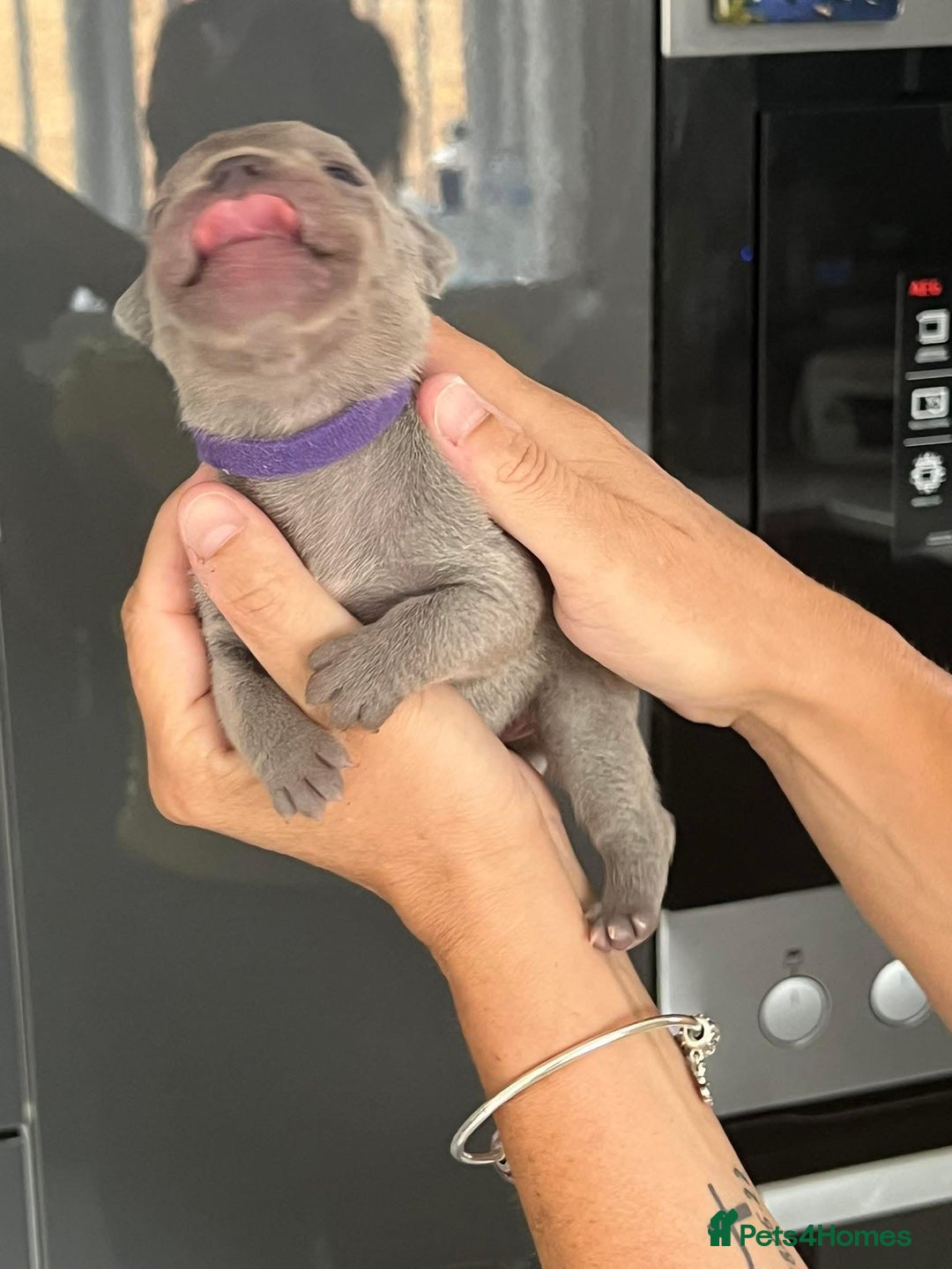 French Bulldog dogs for sale: Ready to leave on the 12th of September - Image 24