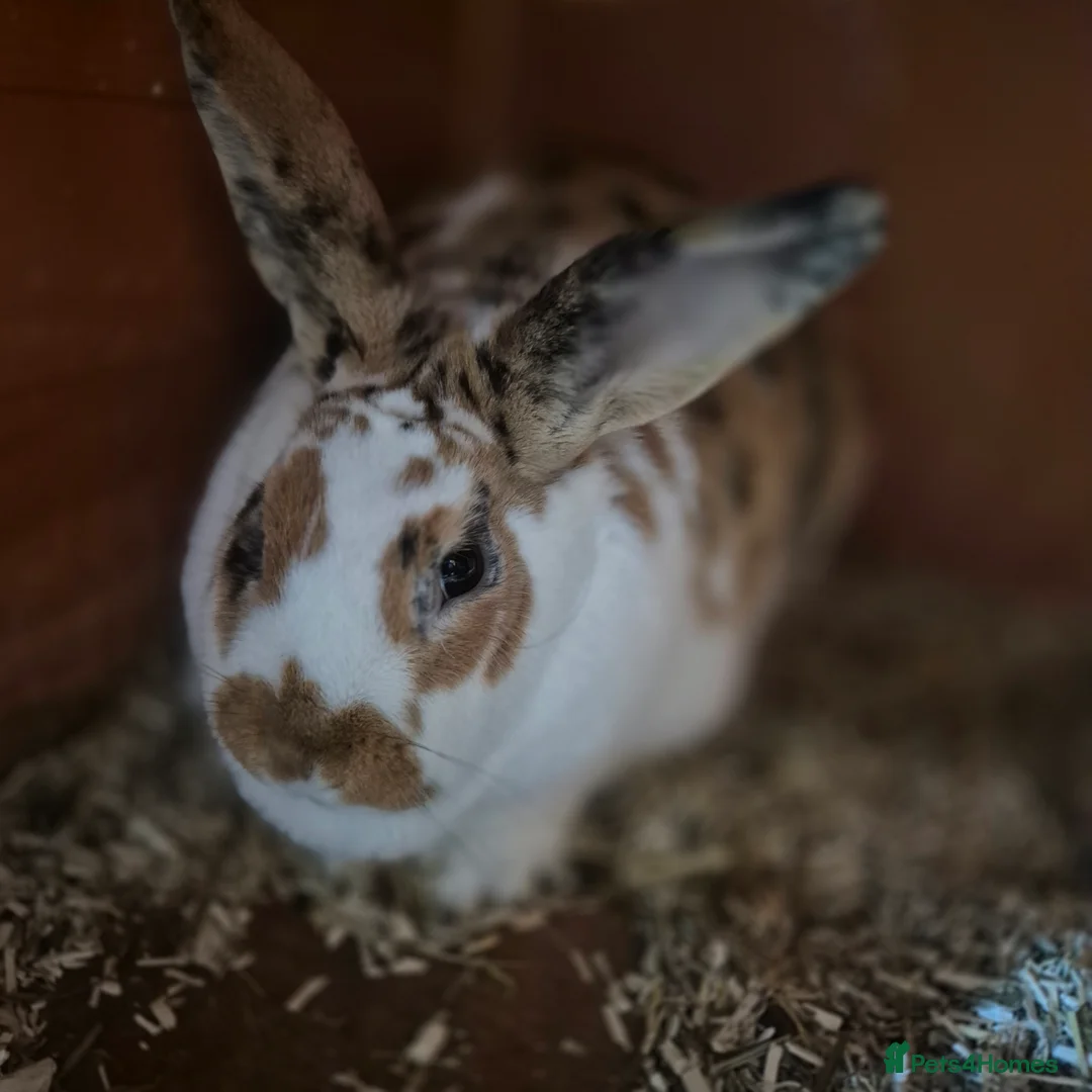 Mini Lop rabbits for sale: Beautiful mini lop x Rhinelander kits ready April - Advert 2