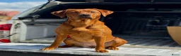Labrador Retriever dogs for sale: KC Reg Dark Fox Red Labrador Puppies Health Tested - Advert 9