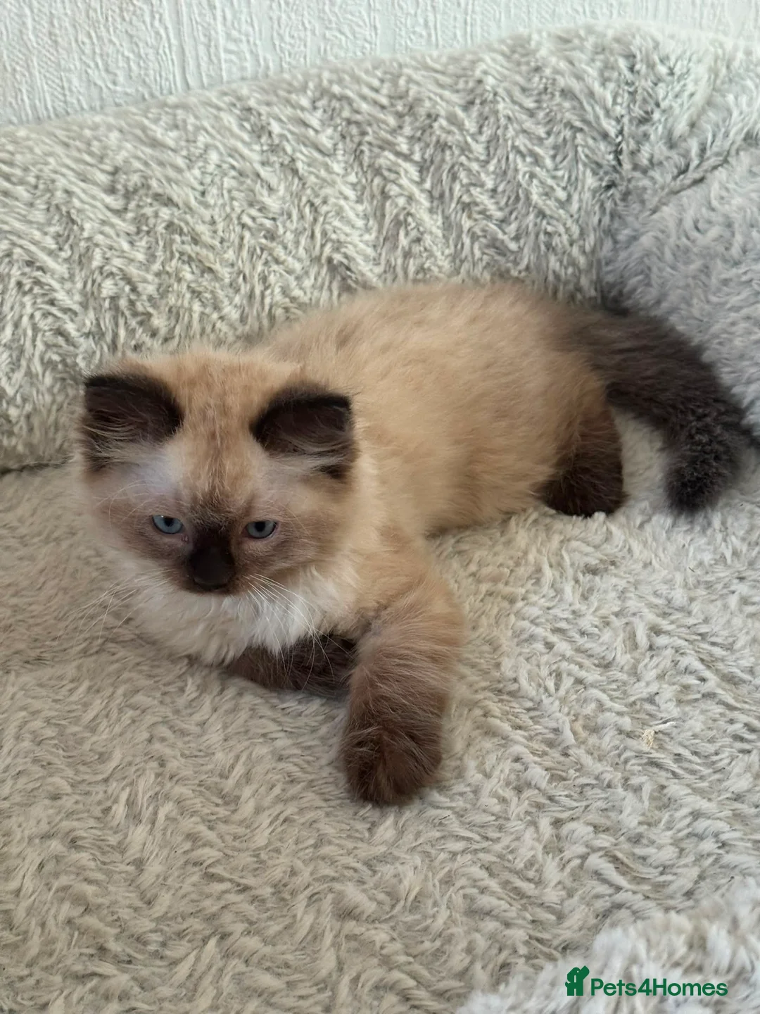 Ragdoll cats for sale: Ragdoll Liliac  - Advert 2