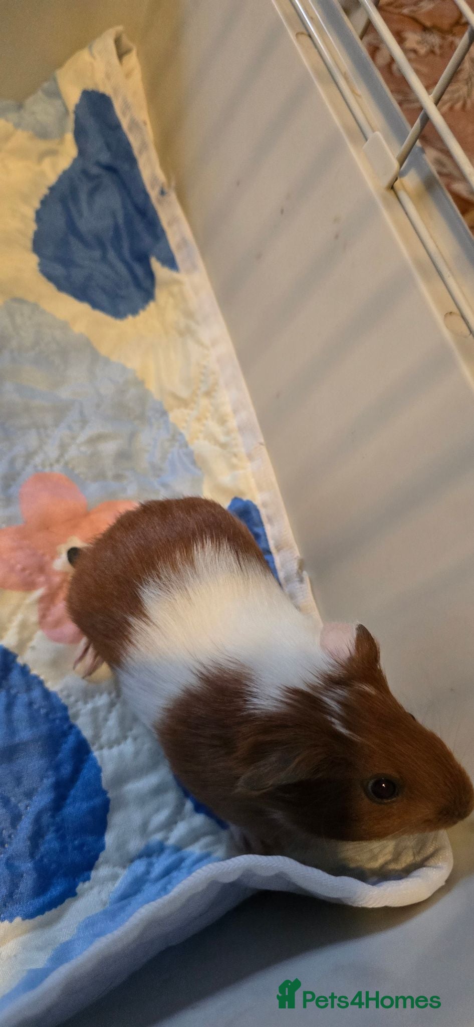 Guinea Pig rodents 3 week old female guinea pig - Advert 3