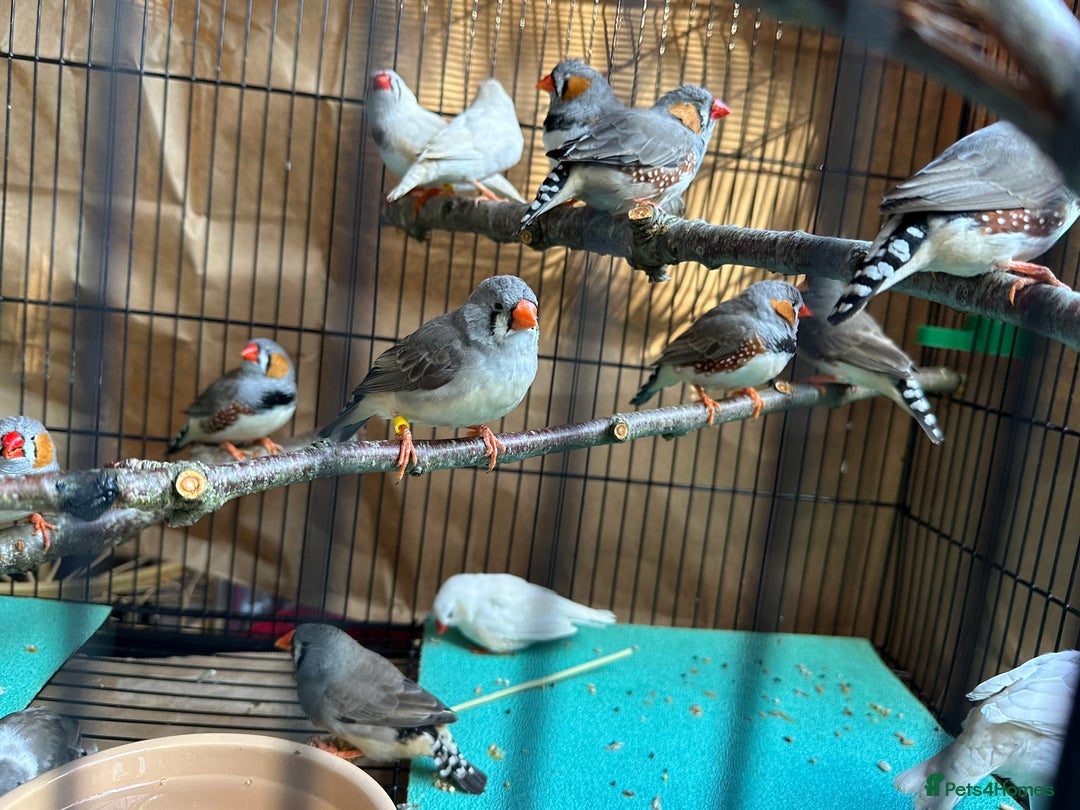 Finches birds for sale: Zebra Finches- born 2025 - Image 3
