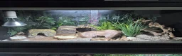 Leopard Gecko reptiles for sale: Female leopard gecko for sale  - Advert 3