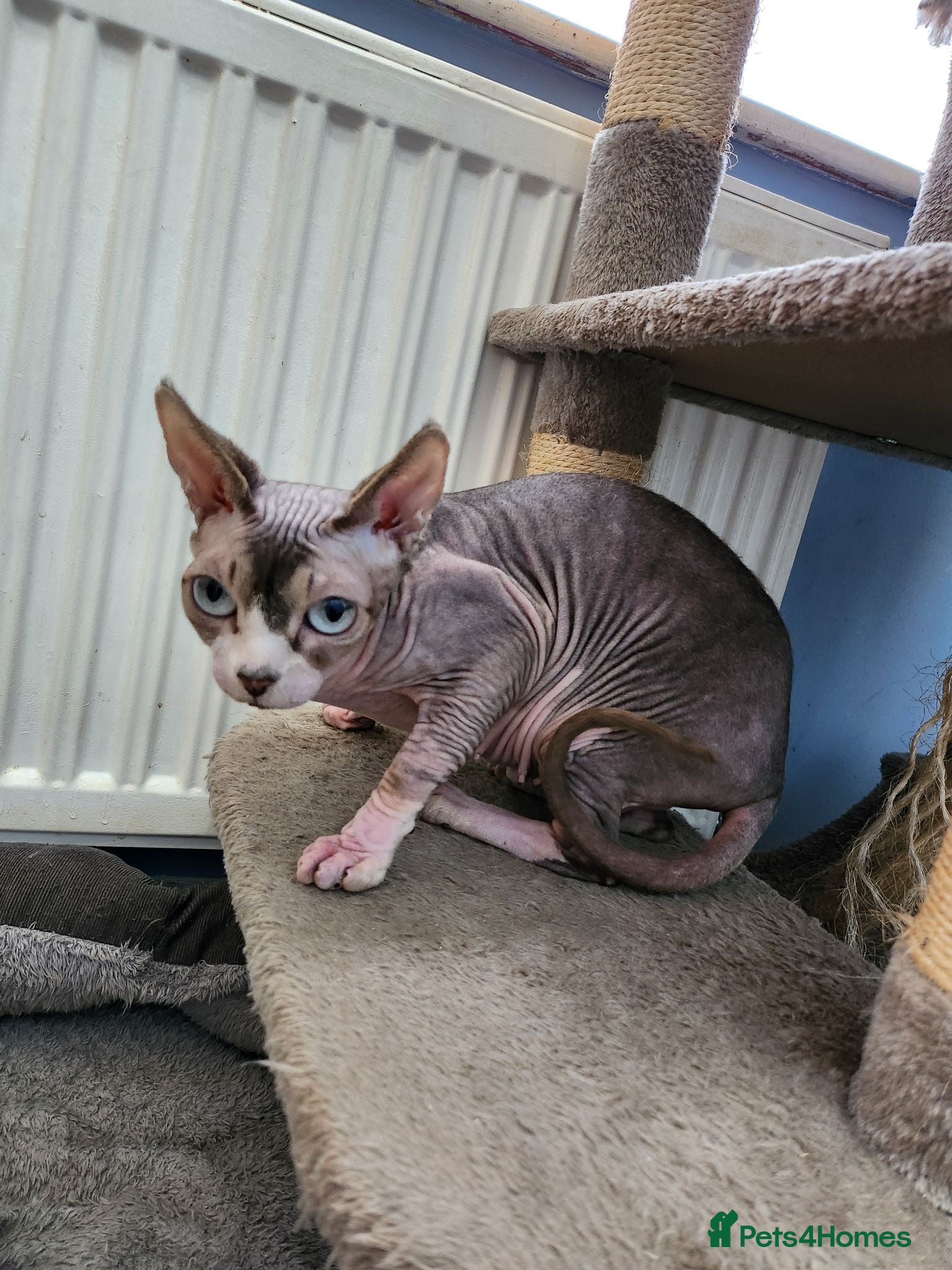 Sphynx cats Sphynx lady looking for good home FREE - Advert 3