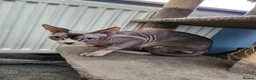 Sphynx cats for sale: Sphynx lady looking for good home FREE in Blackburn - Advert 1