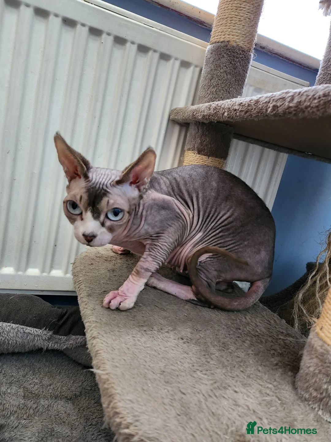 Sphynx cats for sale: Sphynx lady looking for good home FREE in Blackburn - Advert 1