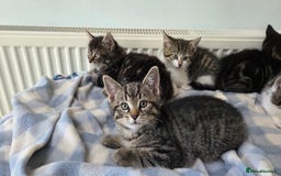 Mixed Breed cats for sale: Mixed Breed Kittens - Image 12
