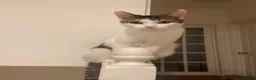 Mixed Breed cats for sale: Distinguished Young Gentleman  - Advert 4