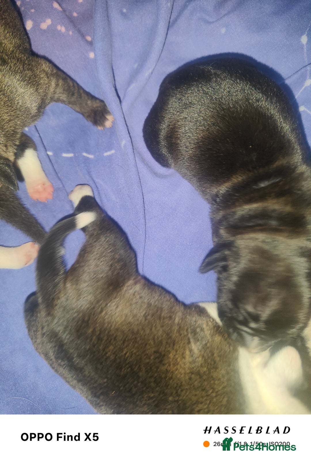 Staffordshire Bull Terrier dogs for sale: 1 female Staffordshire bull terrier puppy - Advert 3