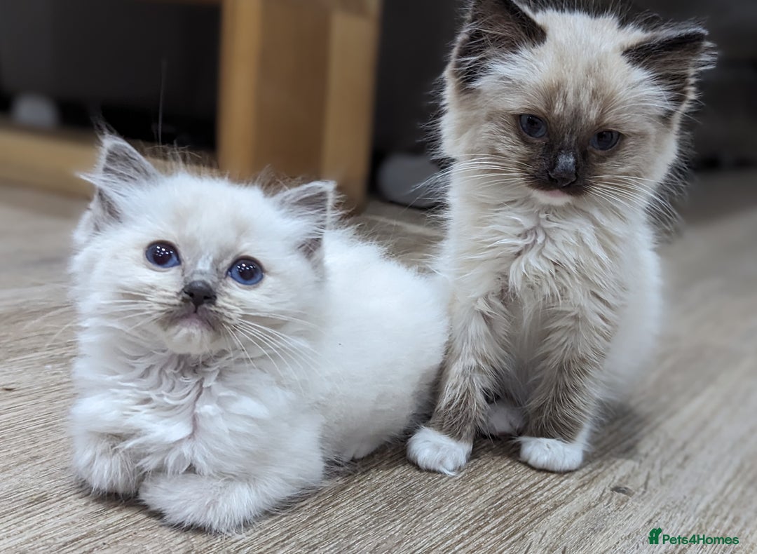 Ragdoll cats for sale: Last Gorgeous Ragdoll kitten - Image 9