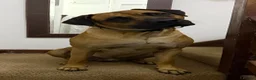 Rhodesian Ridgeback dogs for stud: 🐾 Handsome Rhodesian Ridgeback Available for Stud - Advert 2