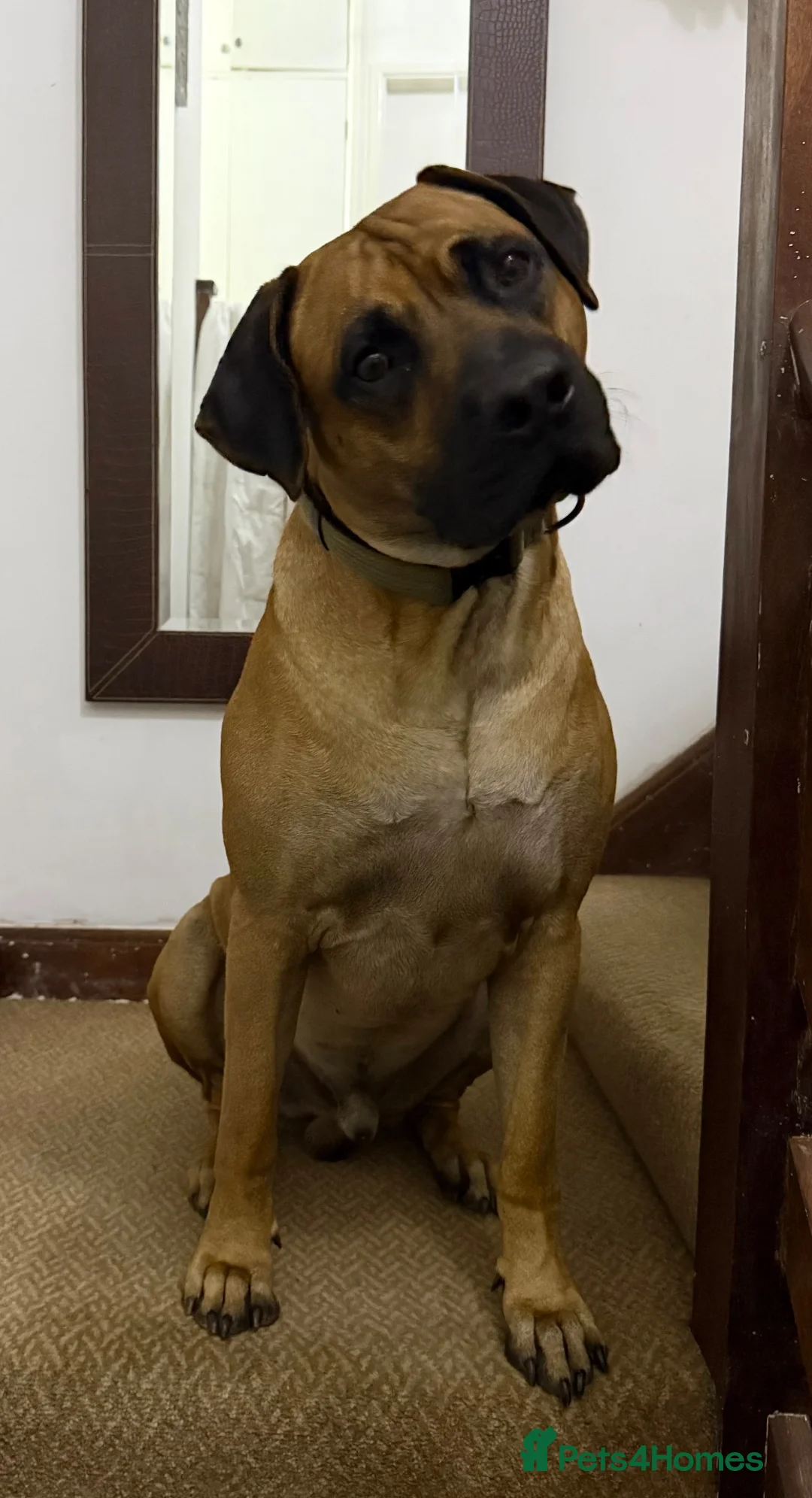 Rhodesian Ridgeback dogs for stud: 🐾 Handsome Rhodesian Ridgeback Available for Stud - Advert 2