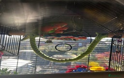 Lovebirds birds for sale: Love birds x2 plus’s cage and accessories - Image 3