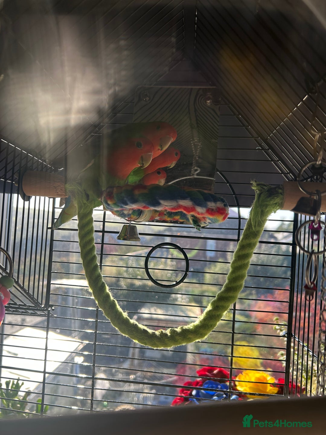 Lovebirds birds for sale: Love birds x2 plus’s cage and accessories - Image 3