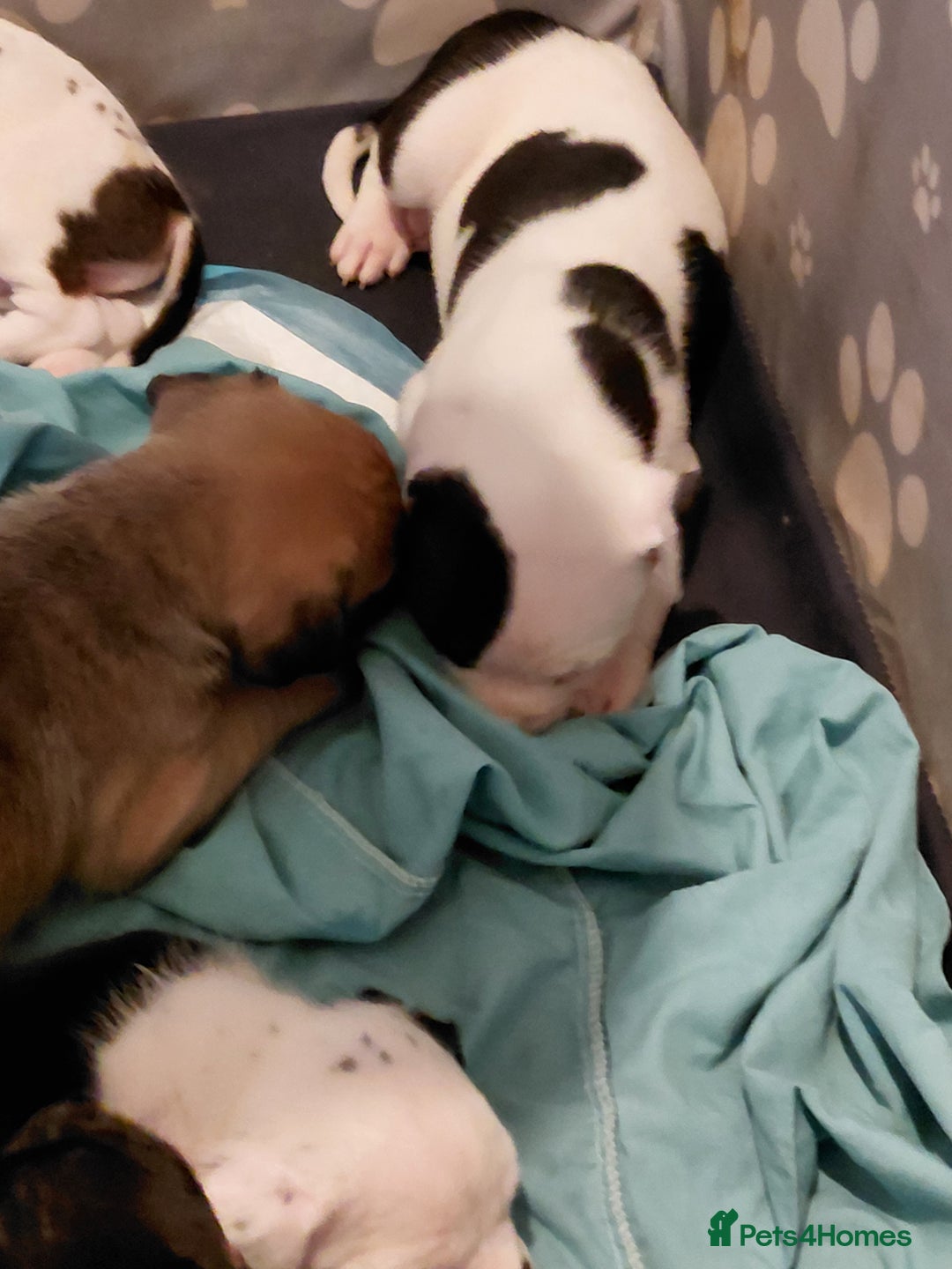 Mixed Breed dogs for sale: Boxer x pups - Advert 4