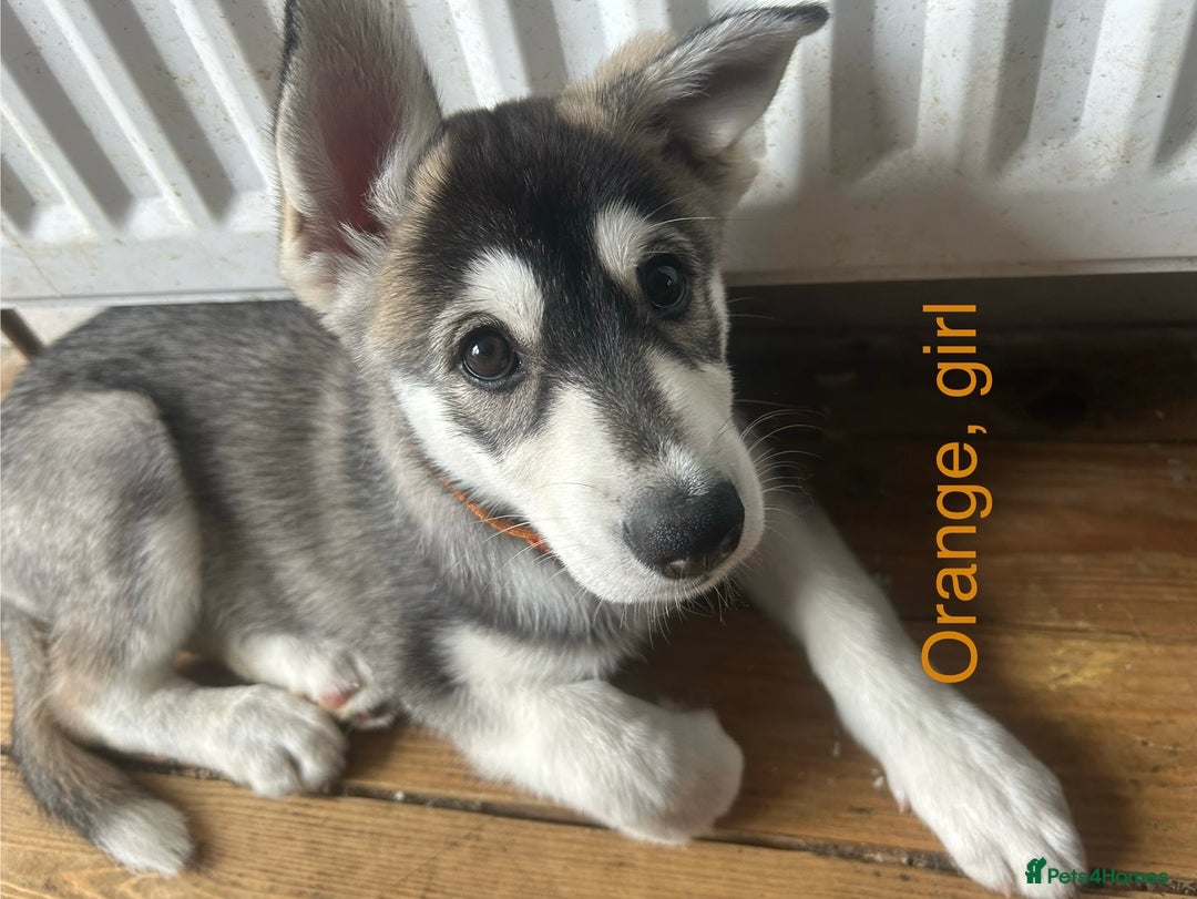 Siberian Husky dogs for sale: Lovely husky puppies, ready for new homes on 25/8 - Image 32