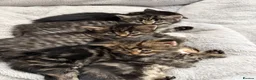 Maine Coon cats for sale: 🐾 Beautiful Maine Coon Kittens Ready Now! 🐾 - Advert 21