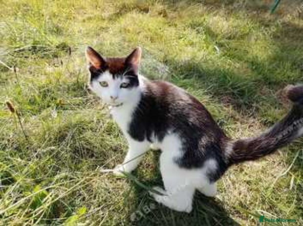 Mixed Breed cats - Advert 5
