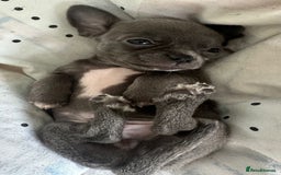Chihuahua dogs for sale: Beautiful Chihuahua puppies - Image 8