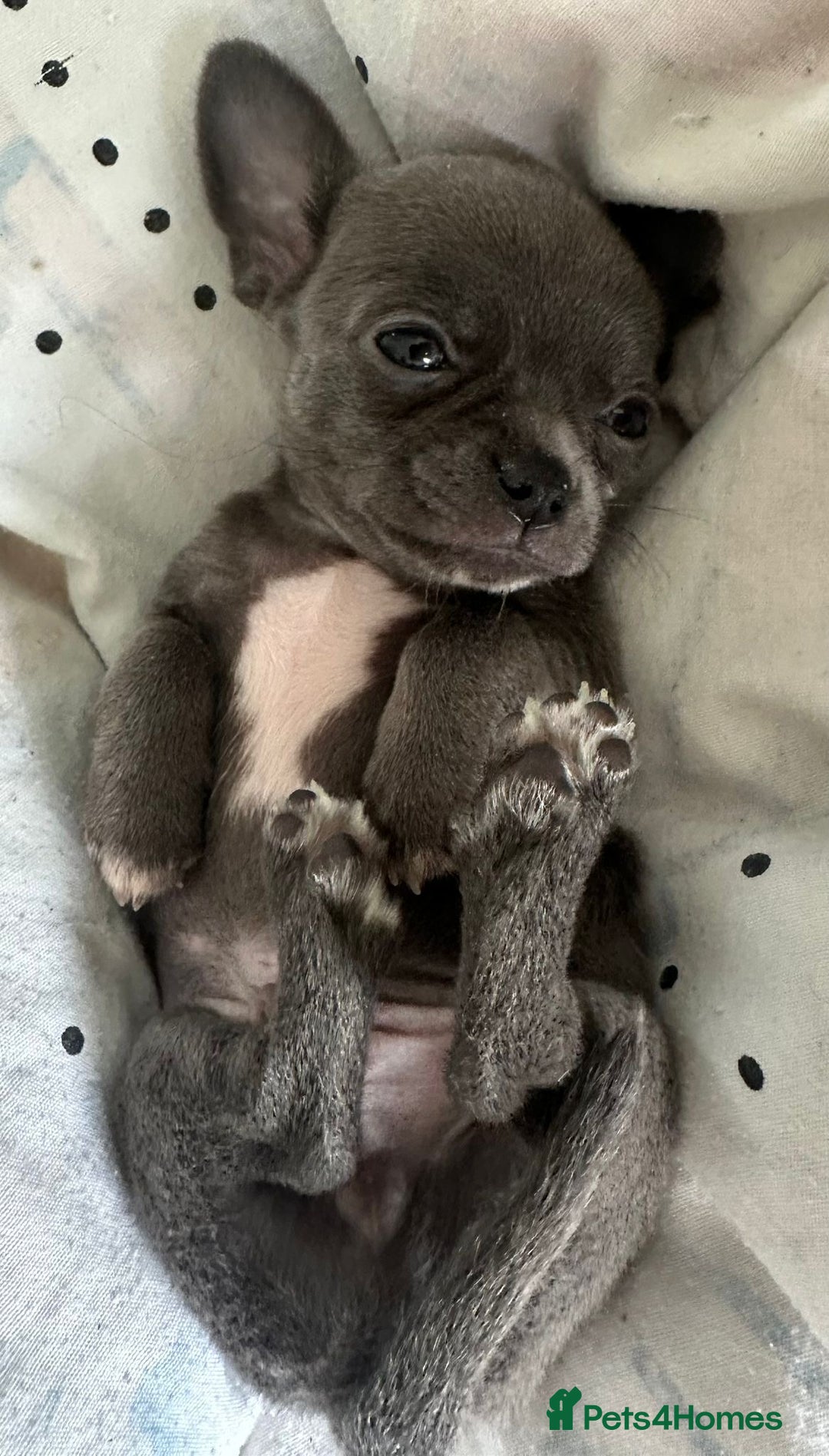 Chihuahua dogs for sale: Beautiful Chihuahua puppies - Image 8