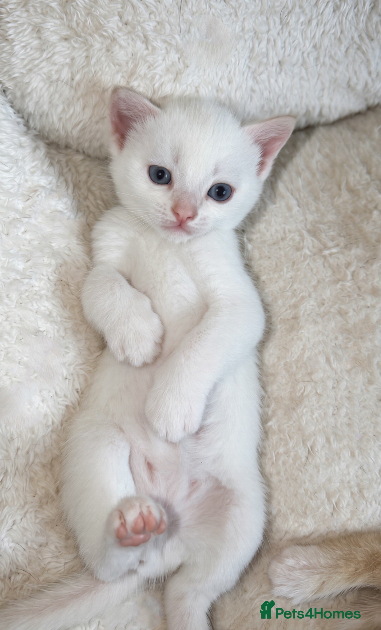 Mixed Breed cats ONLY ONE stunning white/cream kitten left!  - Advert 2