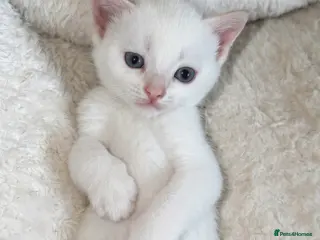 Mixed Breed cats ONLY ONE stunning white/cream kitten left! - Advert 15
