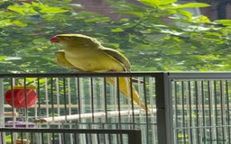 Ringnecks birds for sale: Violet ringneck / and green ringneck for sale  - Image 5