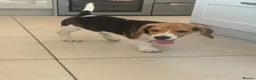 Beagle dogs for sale: 🐶⭐️Gorgeous male Beagle puppy ⭐️🐶 - Advert 4