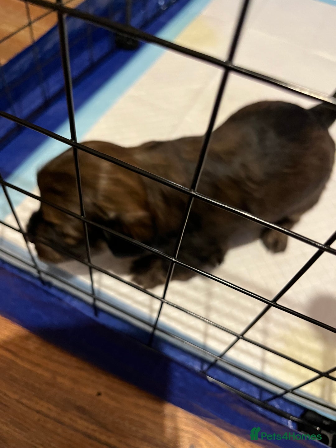 Mixed Breed dogs for sale: Beautiful Zuchon Doxies - Advert 35