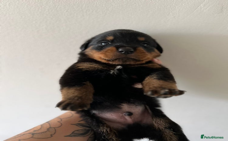 Rottweiler dogs - Advert 2