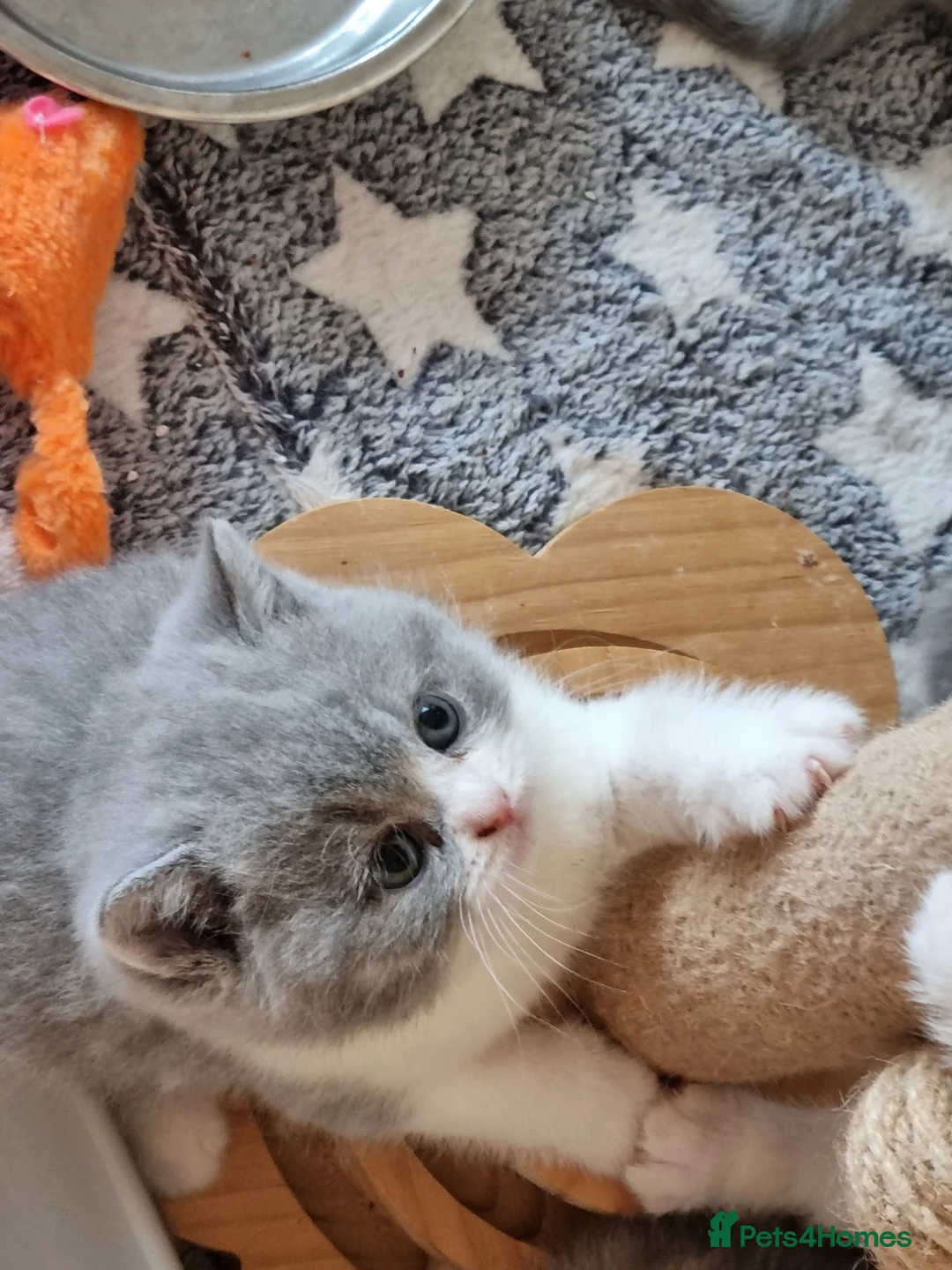 British Shorthair cats for sale: British Shorthair girls  - Advert 11