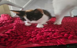 Mixed Breed cats for sale: Ready for new home kittens and 1 year female - Image 4