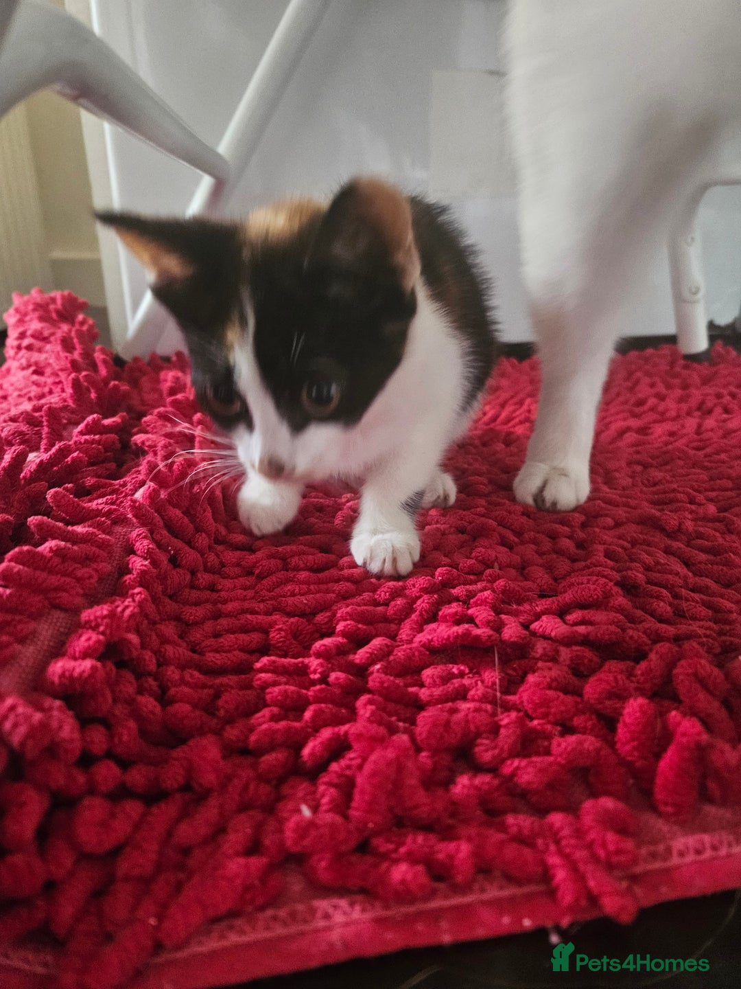Mixed Breed cats for sale: Ready for new home kittens and 1 year female - Image 4